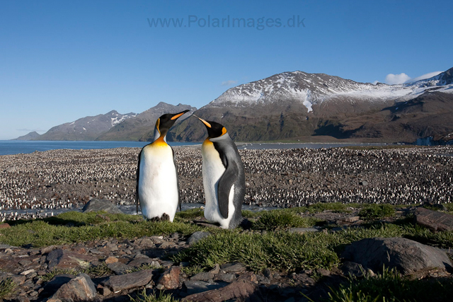 King penguins, St Andrews Bay_MG_4338