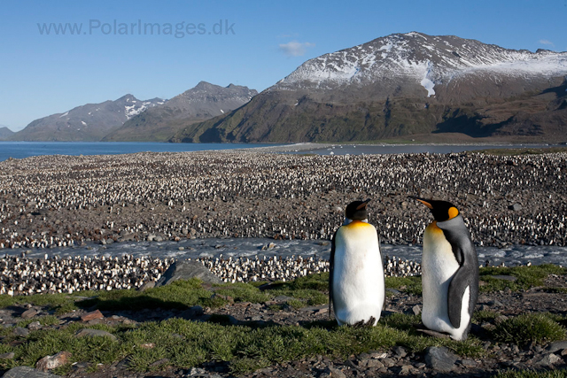 King penguins, St Andrews Bay_MG_4344