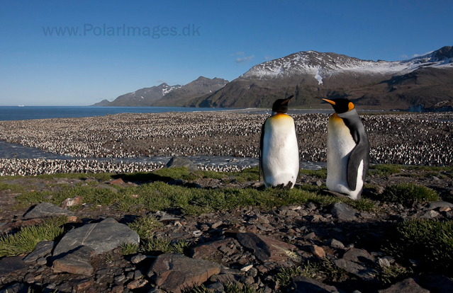 King penguins, St Andrews Bay_MG_4347