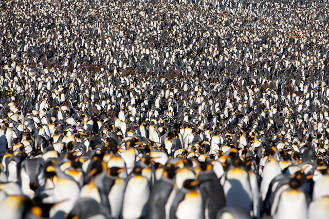 King penguins, St Andrews Bay_MG_4358