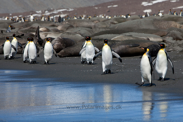 King penguins, St Andrews Bay_MG_7478