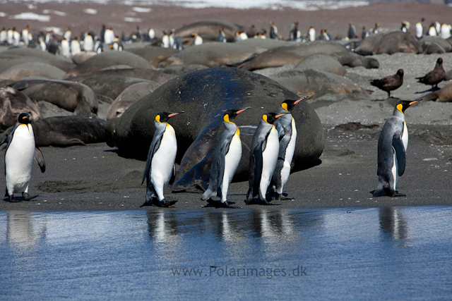 King penguins, St Andrews Bay_MG_7492