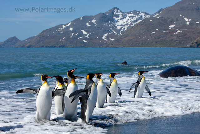 King penguins, St Andrews Bay_MG_7503