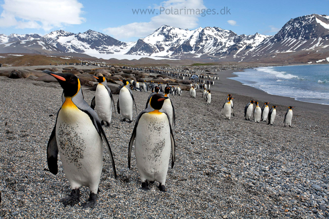 King penguins, St Andrews Bay_MG_8308
