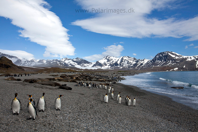 King penguins, St Andrews Bay_MG_8309