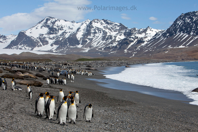 King penguins, St Andrews Bay_MG_8318