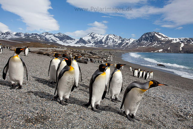 King penguins, St Andrews Bay_MG_8322