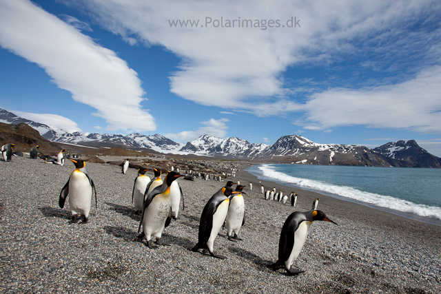 King penguins, St Andrews Bay_MG_8326