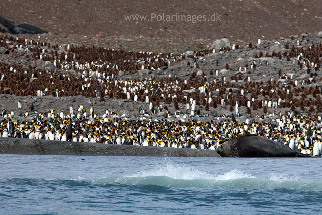 King penguins, St Andrews Bay_MG_8345