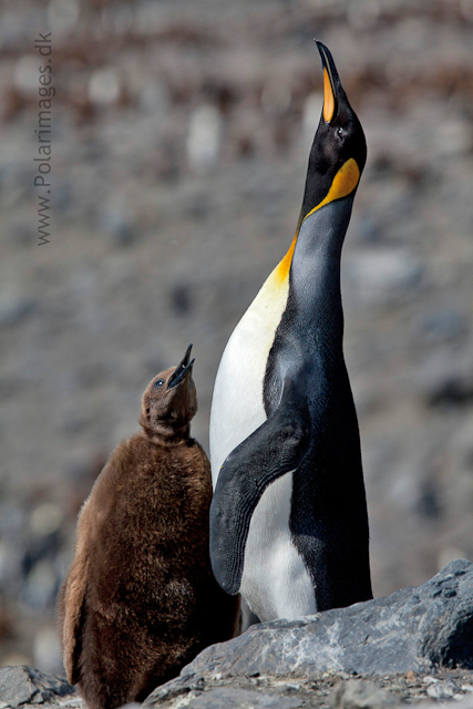 King penguins, St Andrews Bay_MG_8383