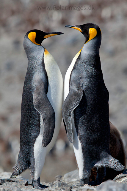 King penguins, St Andrews Bay_MG_8390