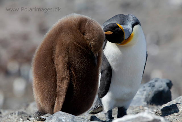 King penguins, St Andrews Bay_MG_8435