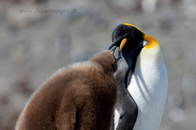 King penguins, St Andrews Bay_MG_8440