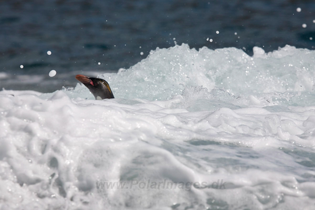 Macaroni Penguin, Rookery Point_MG_7938