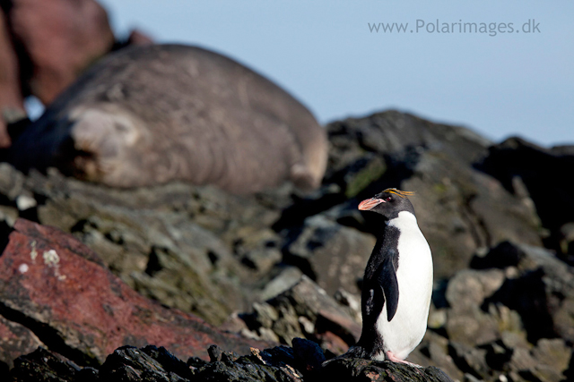 Macaroni penguin, Cooper Bay_MG_7552