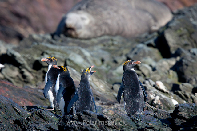 Macaroni penguins, Cooper Bay_MG_7522