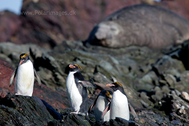 Macaroni penguins, Cooper Bay_MG_7533
