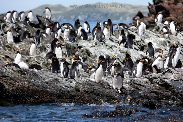 Macaroni penguins, Cooper Bay_MG_9907