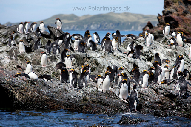 Macaroni penguins, Cooper Bay_MG_9909