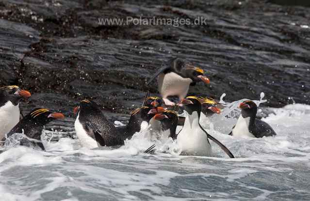 Macaroni penguins, Rookery Point_MG_3533