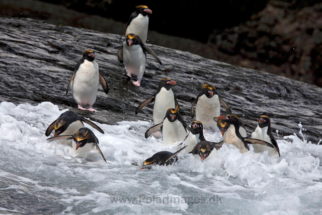 Macaroni penguins, Rookery Point_MG_3548