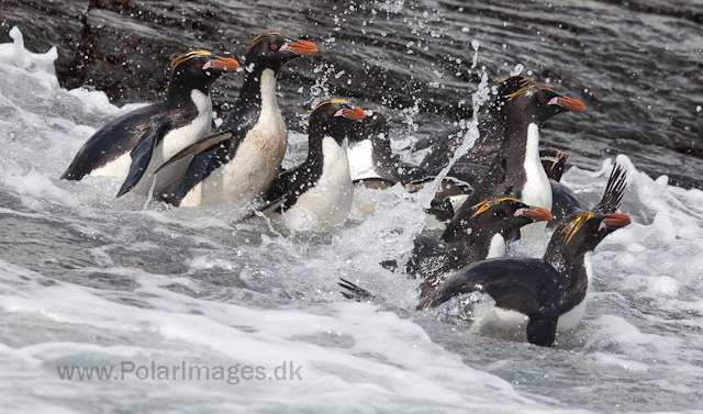 Macaroni penguins, Rookery Point_MG_3553