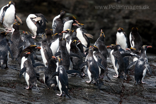 Macaroni penguins, Rookery Point_MG_3558