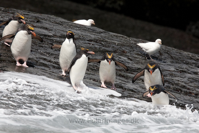 Macaroni penguins, Rookery Point_MG_3567