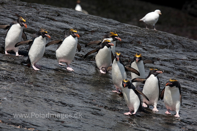 Macaroni penguins, Rookery Point_MG_3569