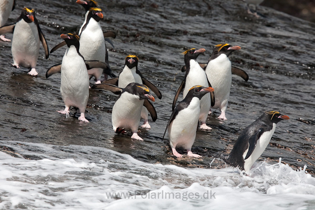 Macaroni penguins, Rookery Point_MG_3571