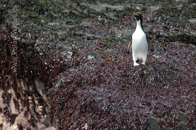 Macaroni penguins, Rookery Point_MG_3585