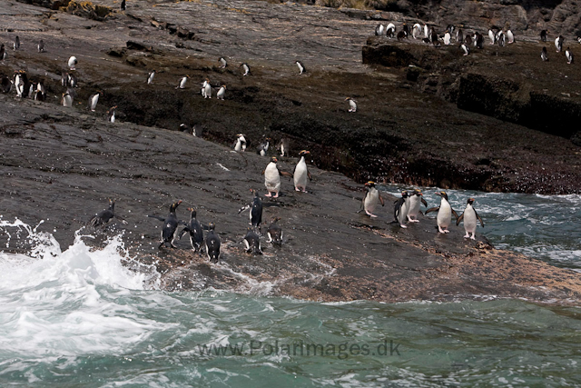 Macaroni penguins, Rookery Point_MG_3610