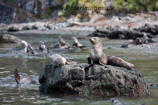 Antarctic Fur Seal, Cobblers Cove_MG_8059