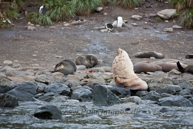 Antarctic Fur Seal bull, leucistic_MG_6014