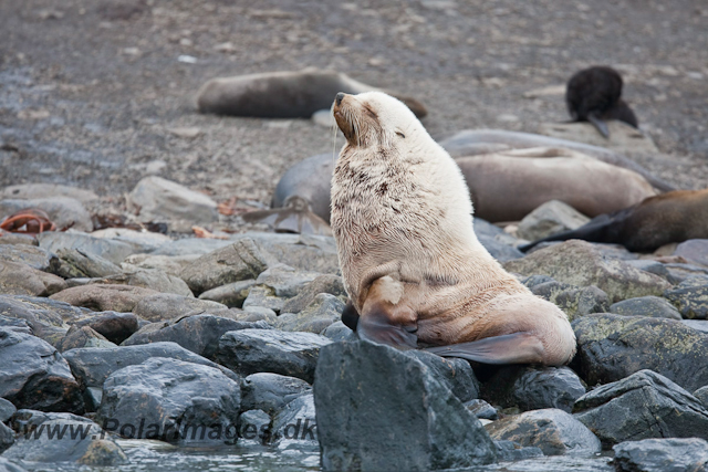 Antarctic Fur Seal bull, leucistic_MG_6020