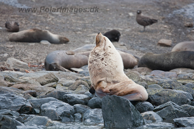 Antarctic Fur Seal bull, leucistic_MG_6029