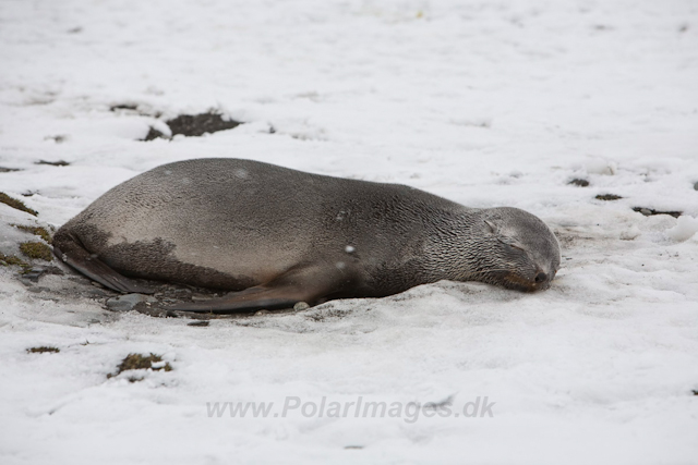 Antarctic Fur Seal, heavily pregnant_MG_5682