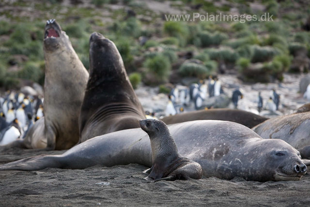 Antarctic fur seal, Gold Harbour_MG_4411