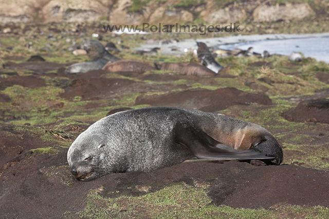 Antarctic fur seal, Jason Harbour, _MG_7638