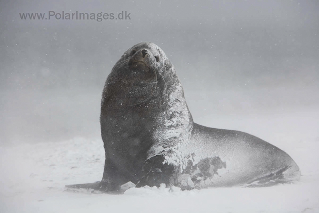 Antarctic fur seal, Salisbury Plain_MG_0389
