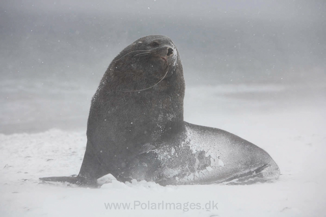 Antarctic fur seal, Salisbury Plain_MG_0391