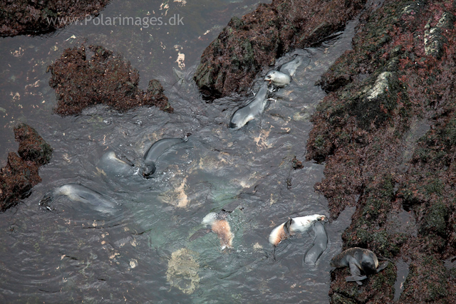 Careless young fur seals, Elsehul_MG_8262