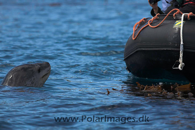 Cooper Bay SG Leopard seal_MG_1836