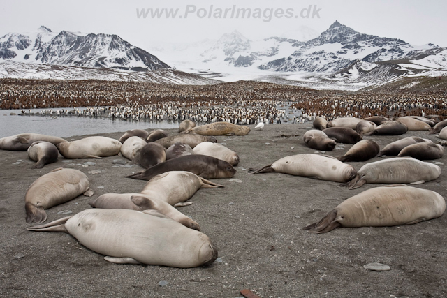 Elephant Seals, St Andrews Bay_MG_5974