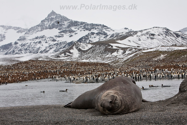 Elephant Seals, St Andrews Bay_MG_5977