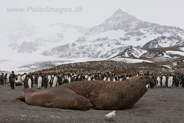 Elephant Seals, St Andrews Bay_MG_5981