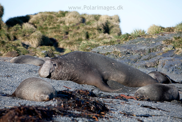 Elephant seal and fur seal bulls, Prion Island_MG_8714