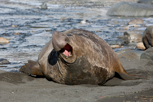 Elephant seal bull, Gold Harbour_MG_1023
