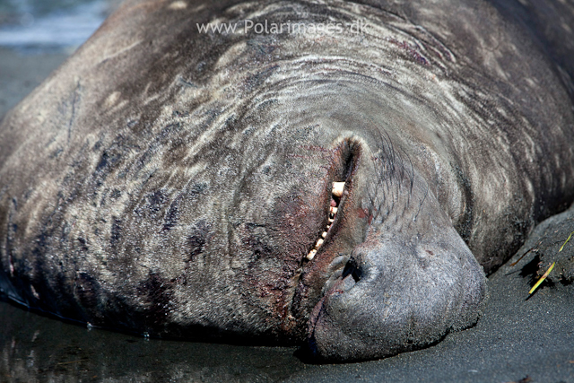 Elephant seal bull, Gold Harbour_MG_1029