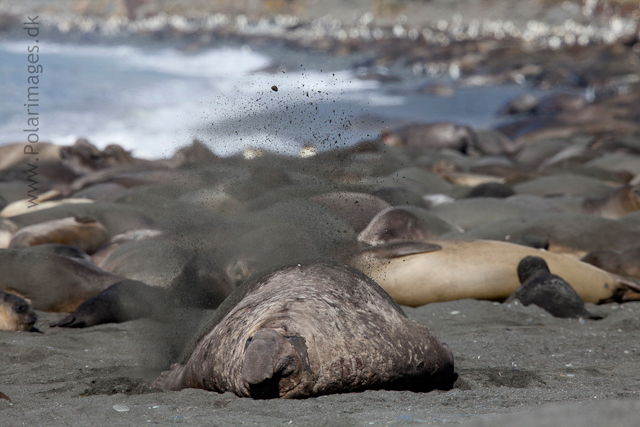 Elephant seal bull, Gold Harbour_MG_1070